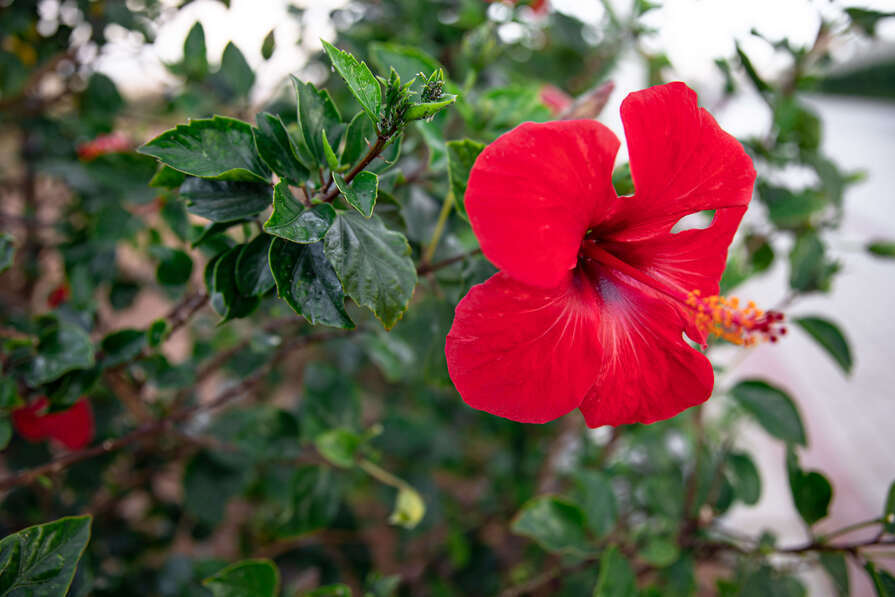 Eine rote Hibiskusblüte, die an einem buschigen Strauch mit grünen Blättern wächst. Die Blüte ist klar im Vordergrund, während der Hintergrund unscharf ist.